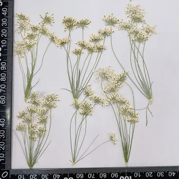 5~8 CM / Gerçek Doğal Kurutulmuş Preslenmiş Kardelen Dalları, Küçük Dantel Çiçekler Gepresste Blumen Epoksi Reçine Takı Aksesuarları